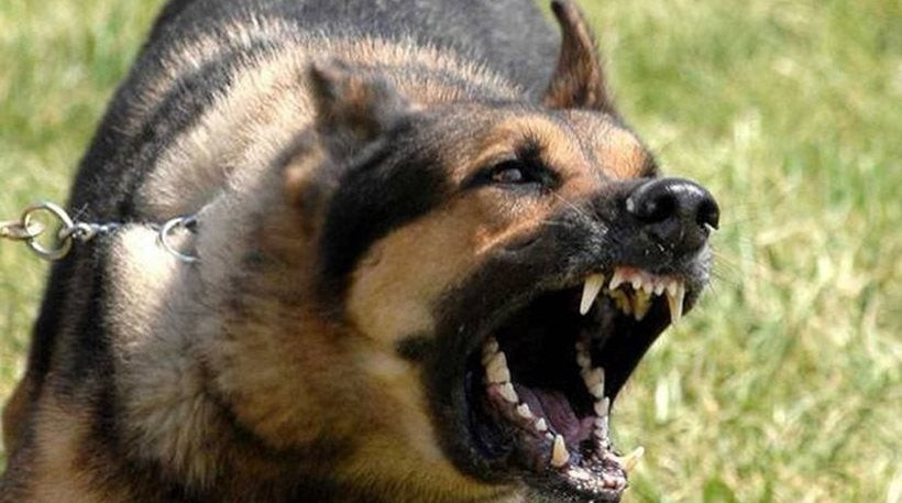Λάρισα: Τρόμος για 53χρονη που δέχθηκε επίθεση από σκύλο